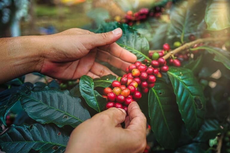 How To Grow And Care For Coffee Plant New York Garden