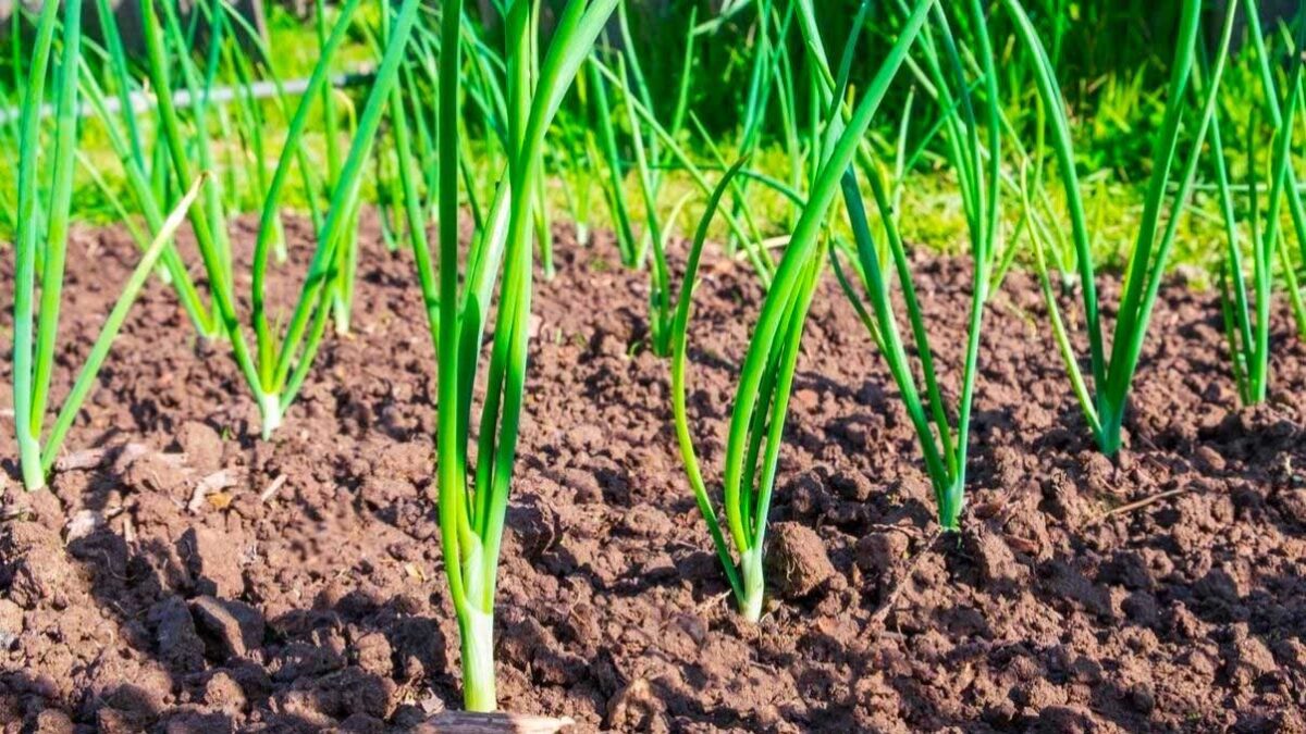 How To Grow And Care For Green Onions New York Garden