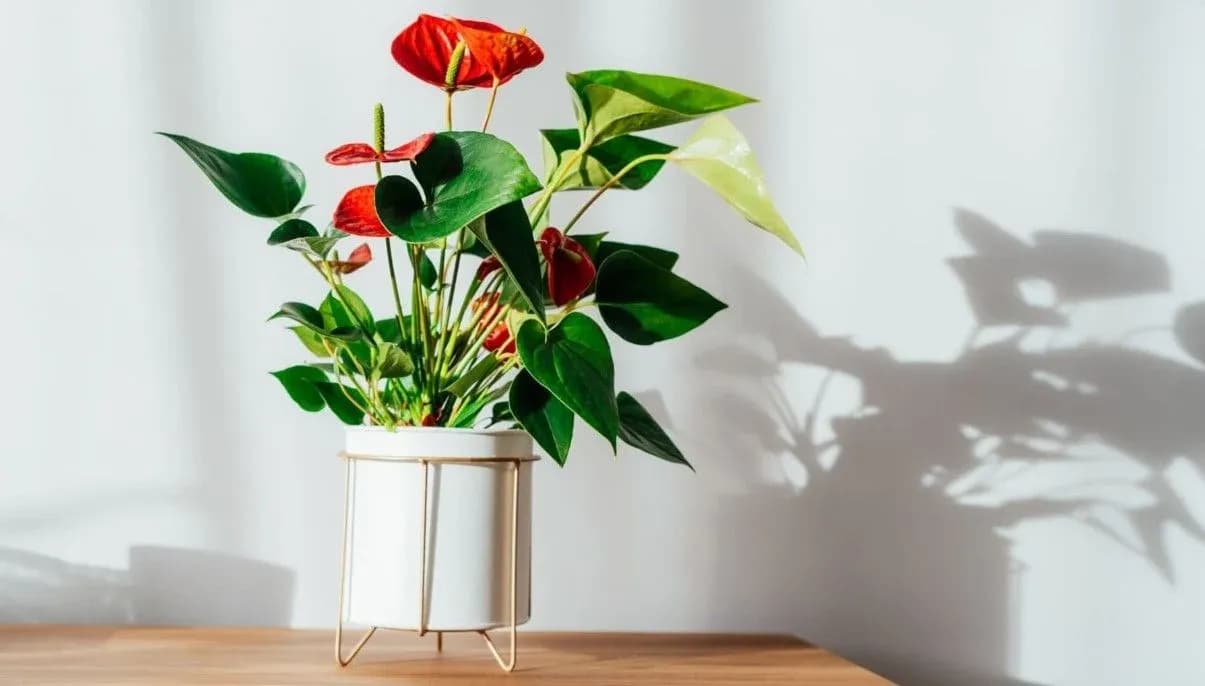 How to Grow and Care for Anthurium