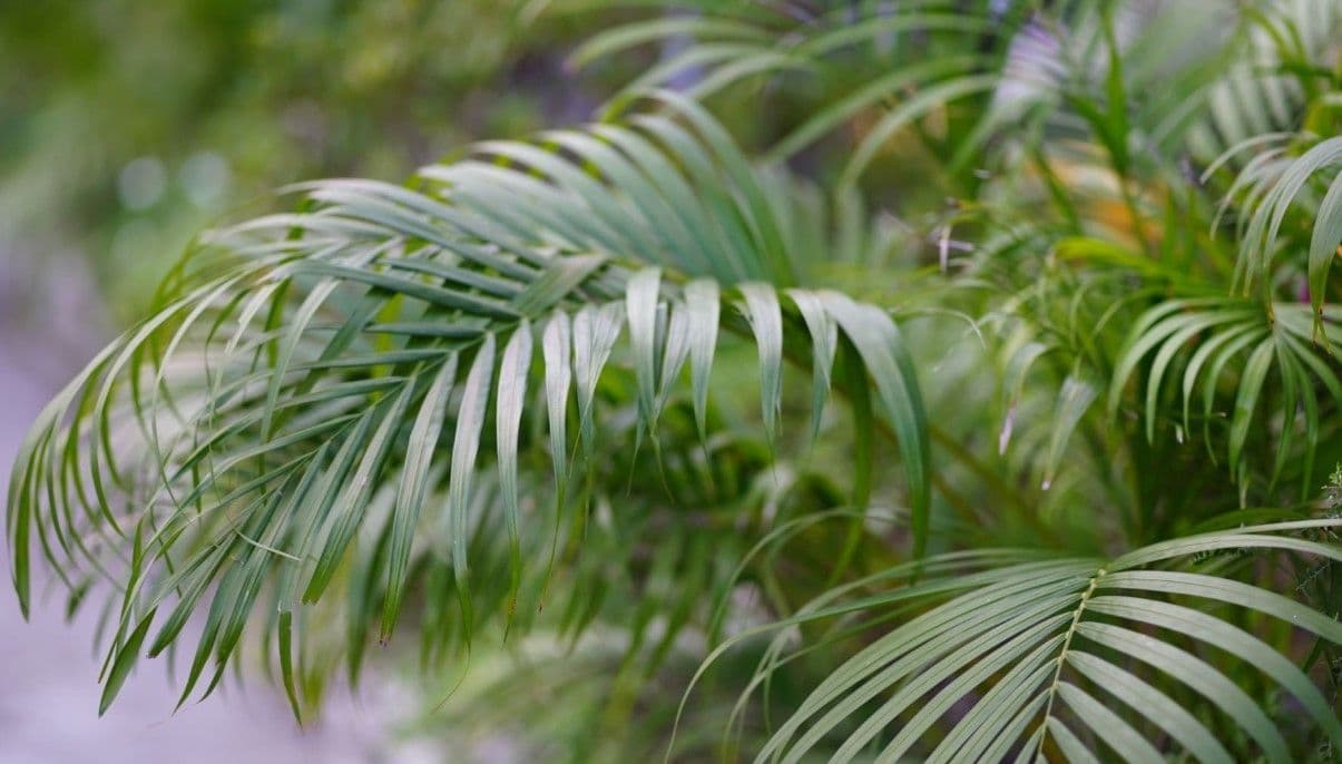 How to Grow and Care for Areca Palm