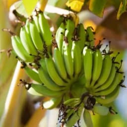 How to Grow and Care for Banana Plants