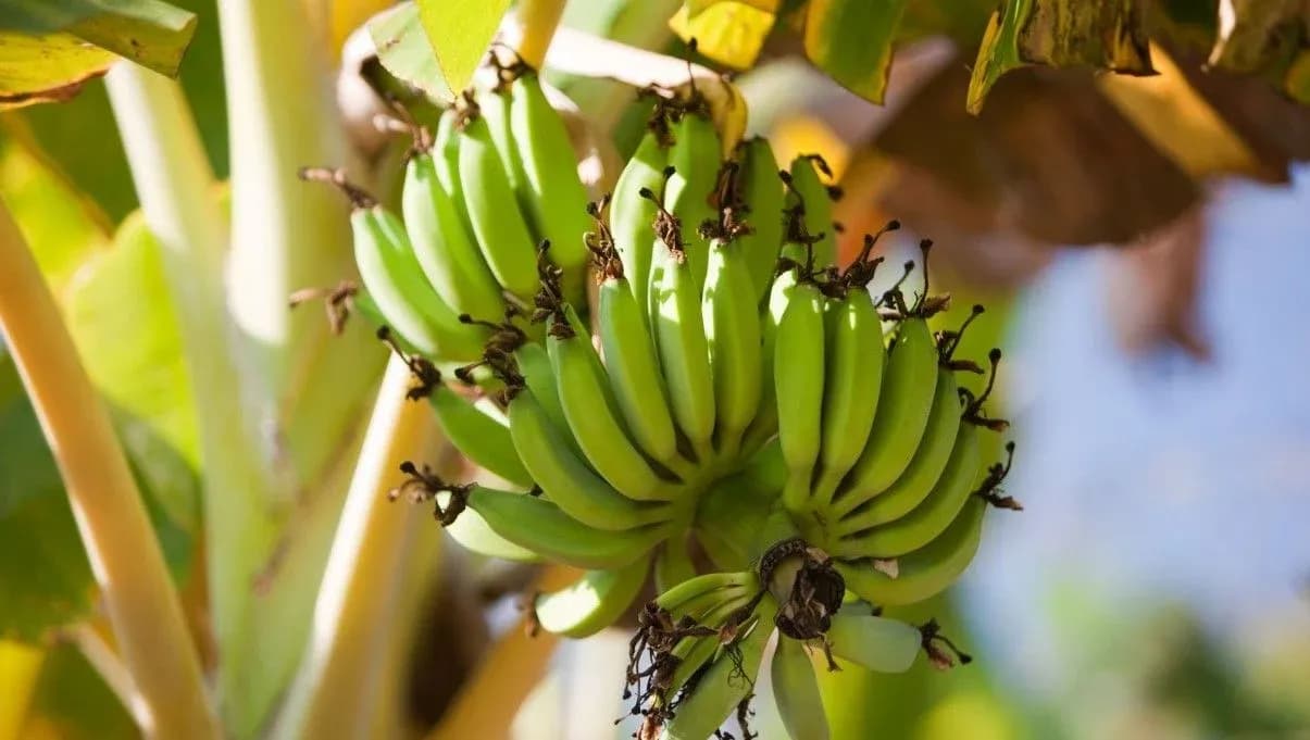 How to Grow and Care for Banana Plants