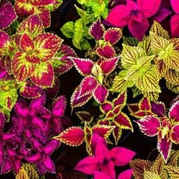 How to Grow and Care for Coleus Plants