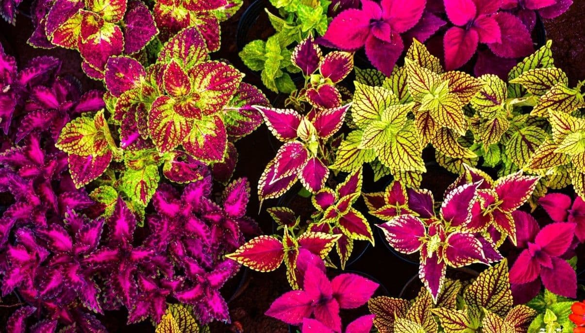 How to Grow and Care for Coleus Plants