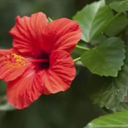 How to Grow and Care for Hibiscus