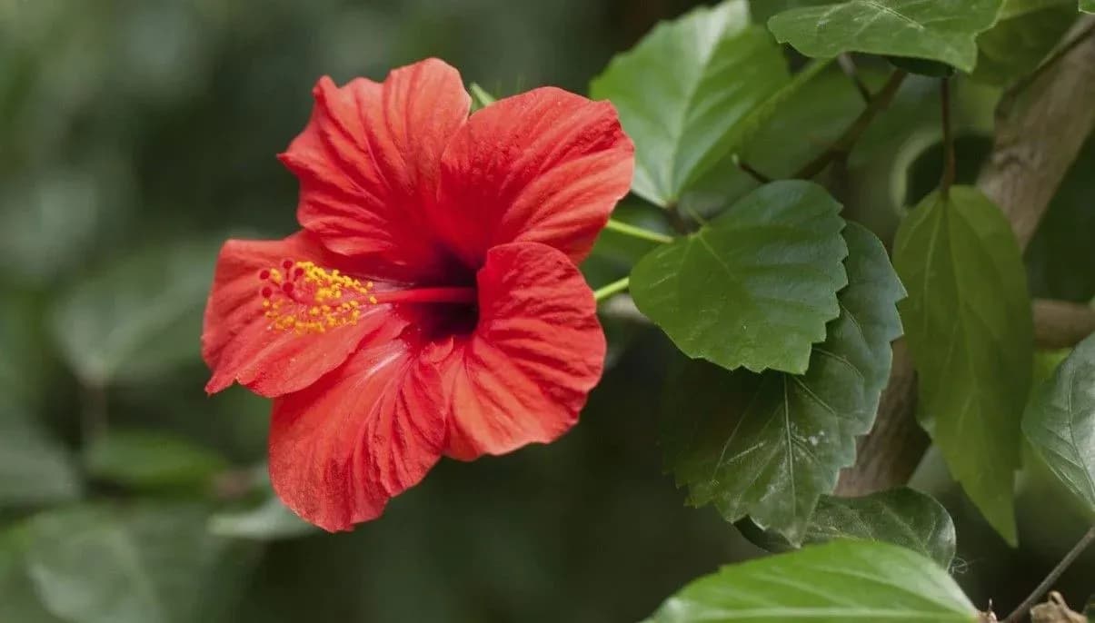 How to Grow and Care for Hibiscus