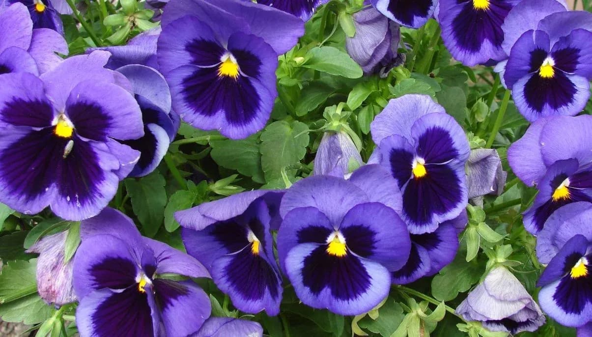 How to Grow and Care for Violas