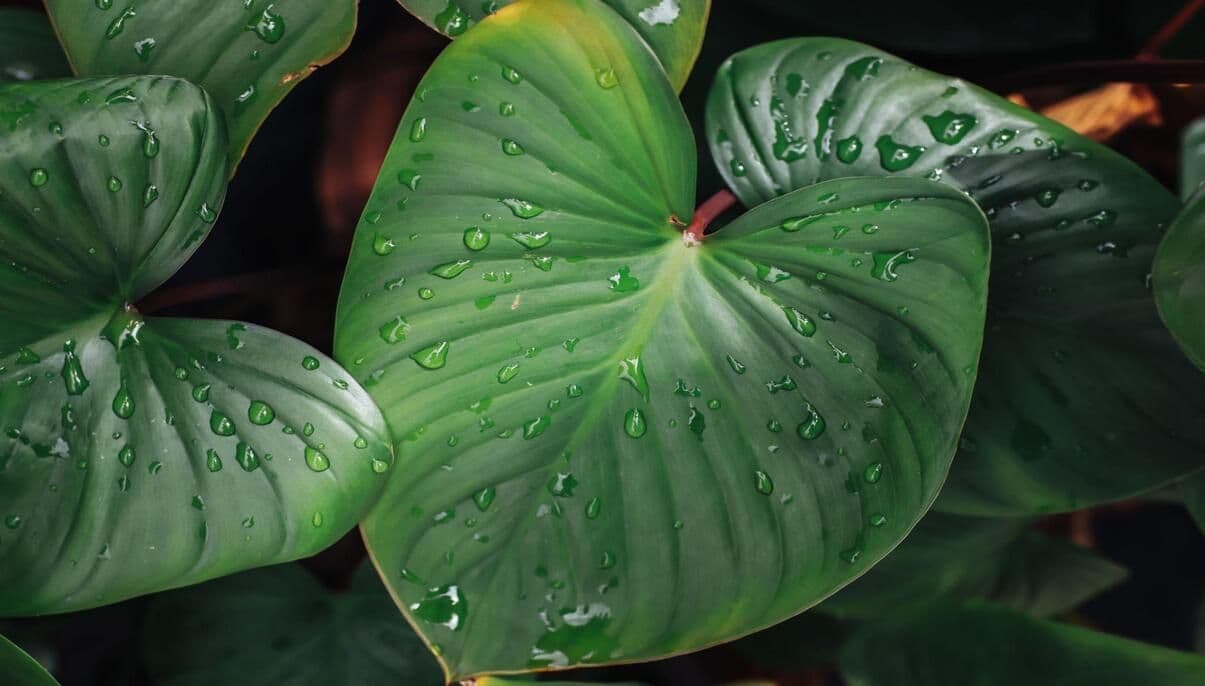 How to Grow and Care for Alocasia Plants