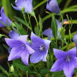 How to Grow and Care for Balloon Flowers