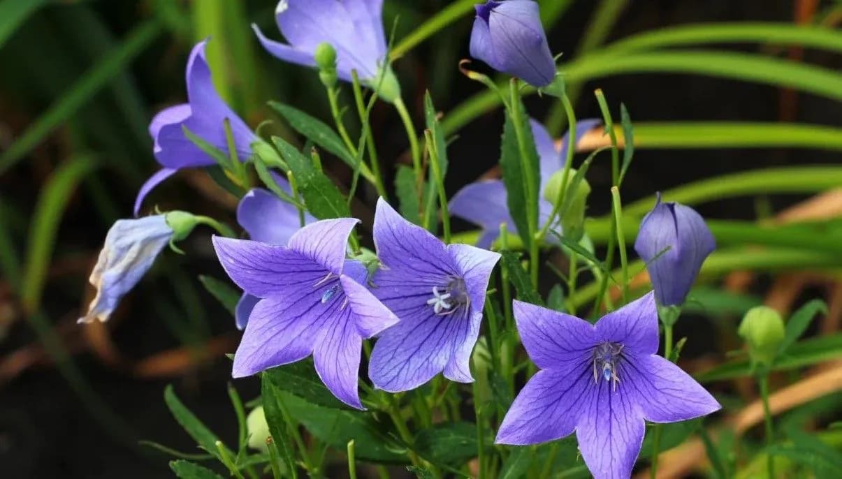 How to Grow and Care for Balloon Flowers