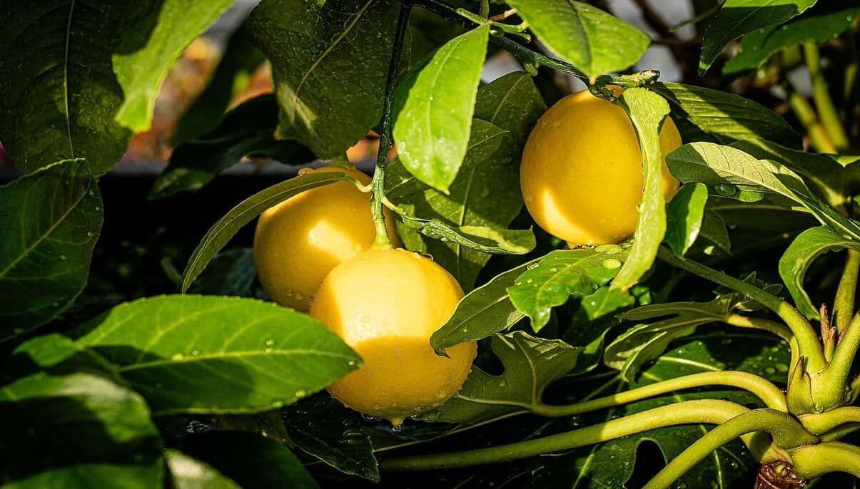 Meyer Lemon Trees: How to Grow, Propagate, and Harvest