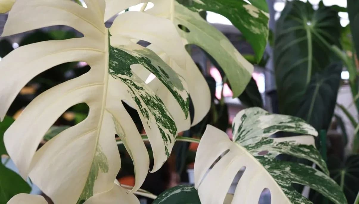 How to Grow Monstera Albo - Guide for Plant Lovers