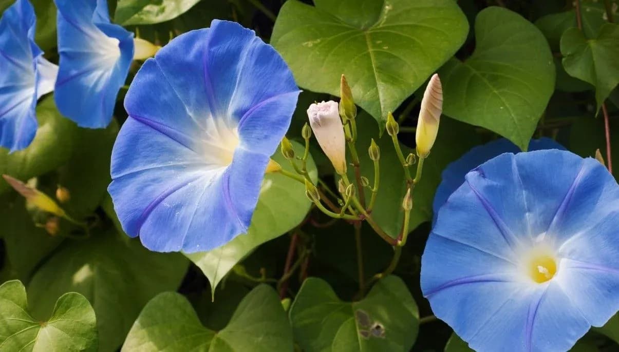 How to Grow and Care for Morning Glory