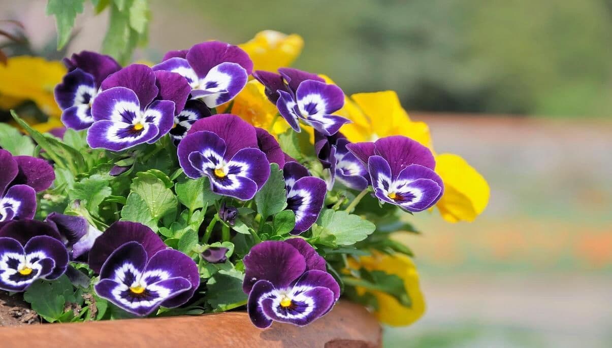 A Complete Guide on How to Grow Pansies