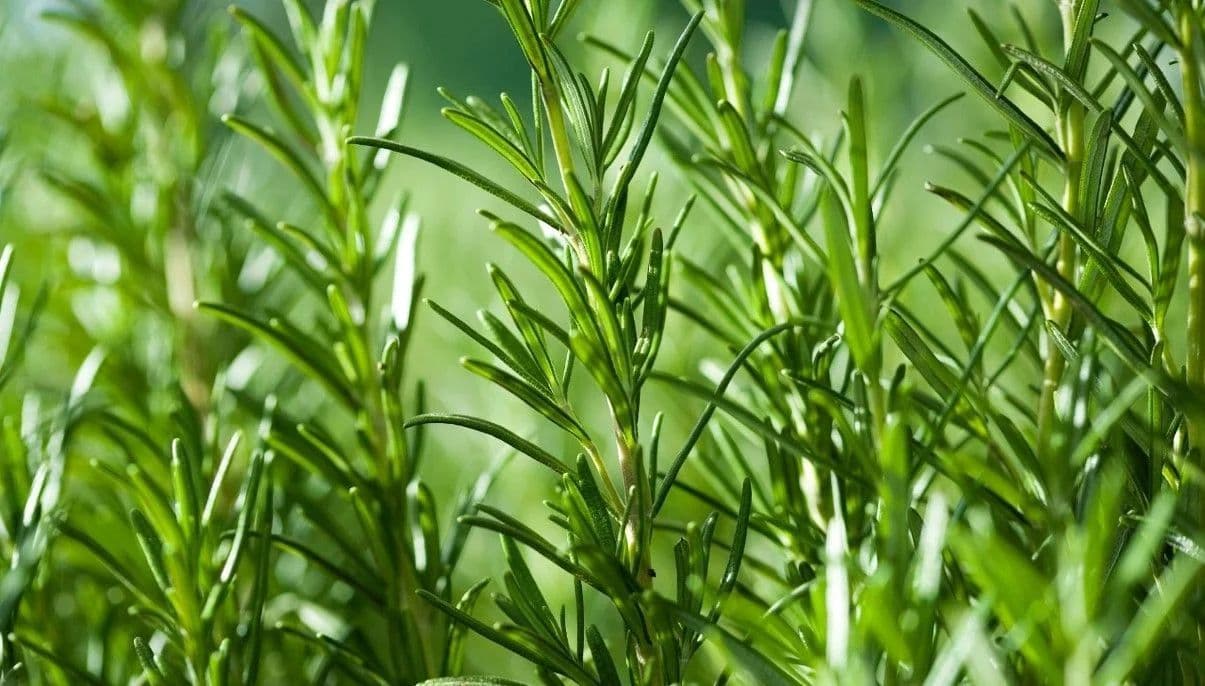 How to Grow and Care for Rosemary