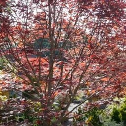 How to Grow and Care for Japanese Maple