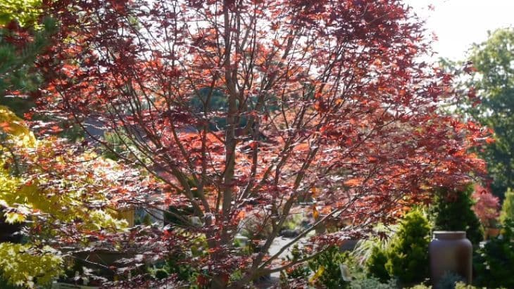 How to Grow and Care for Japanese Maple