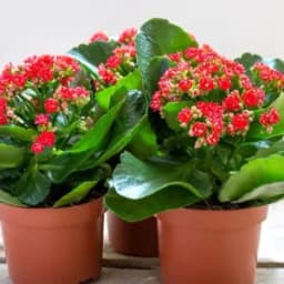 How to Grow and Care for Kalanchoe