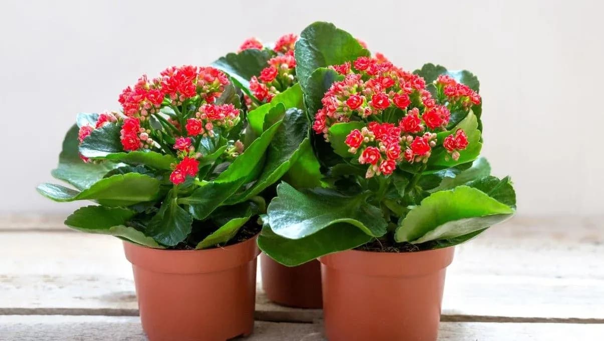 How to Grow and Care for Kalanchoe