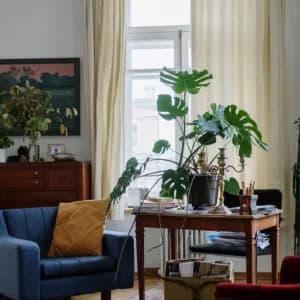 How to Grow and Care for Monstera Deliciosa