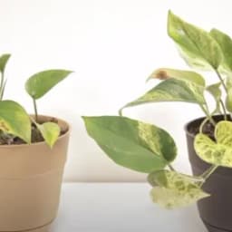 How to Grow and Care for Pothos