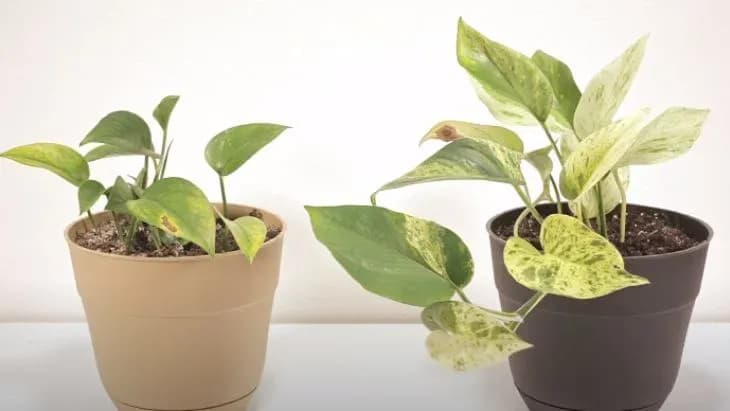 How to Grow and Care for Pothos