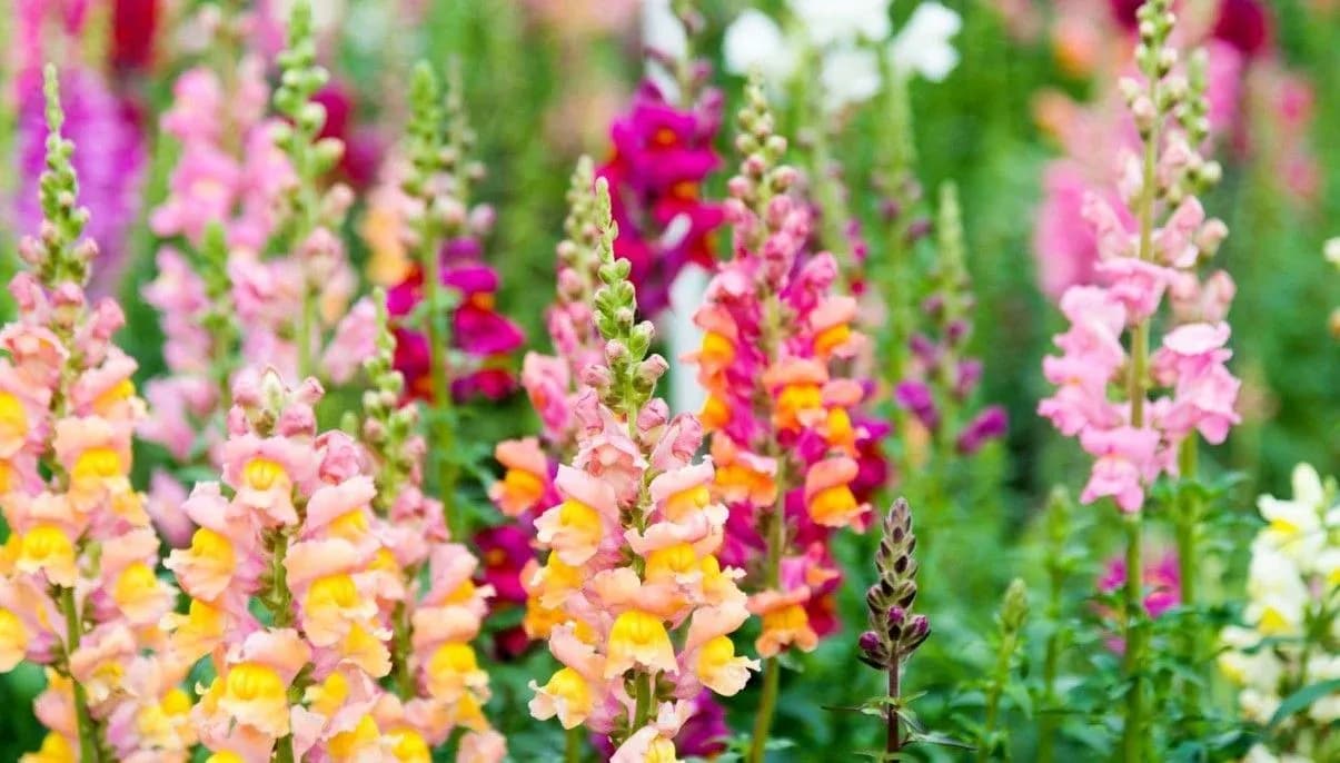 How to Grow and Care for Snapdragons