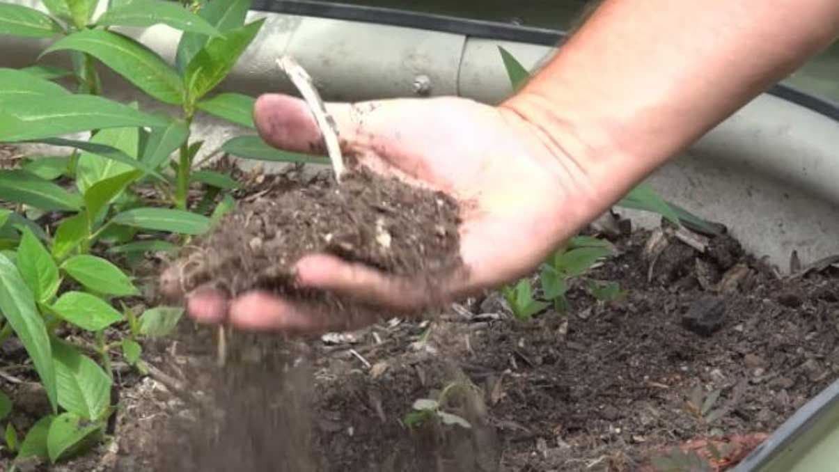 Understanding Soil pH, how to Test Soil pH