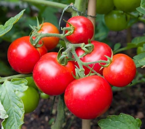 Large Package of Moneymaker Tomato Seeds - Large Tomato - One of The Most Delicious Tomatoes for Home Growing, Non GMO