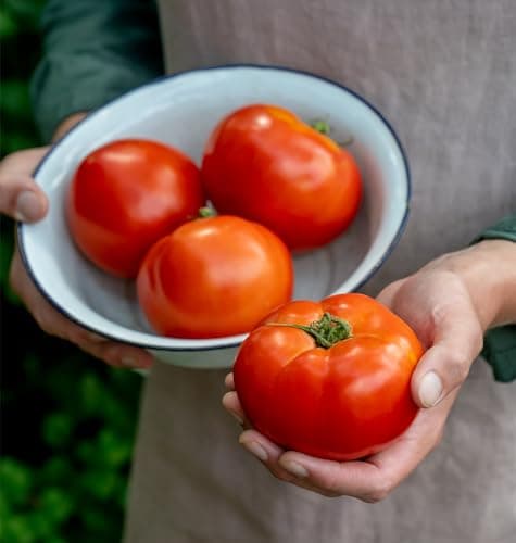 Burpee 'Celebrity' Hybrid Red Tomato Slicer 35 Non-GMO Seeds for Planting Disease-Resistant and Award-Winning Variety Big Juicy Tomato for Summer Sandwiches