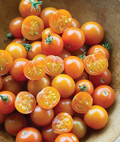 Burpee 'Sun Gold' Hybrid , Sweet Orange Cherry Tomatoes , 30 Non-GMO Seeds