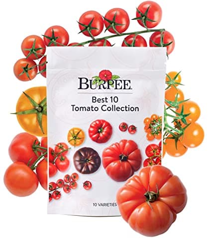 Burpee Best 10 Non-GMO Planting Tomato Seeds for Garden Gifts (1 Pack)