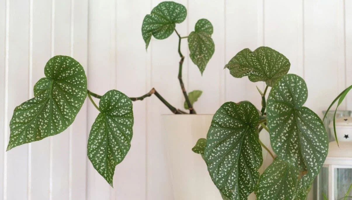 How to Grow and Care for Angel Wing Begonia