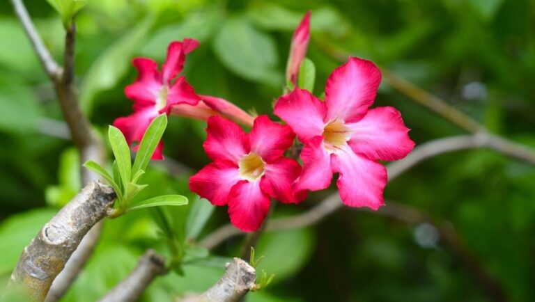 how-to-grow-and-care-for-desert-rose-new-york-garden