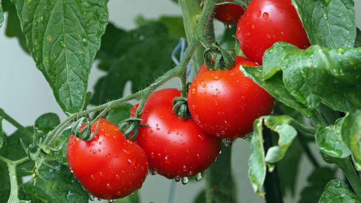 How to Grow and Care Celebrity Tomatoes Successfully - New York Garden