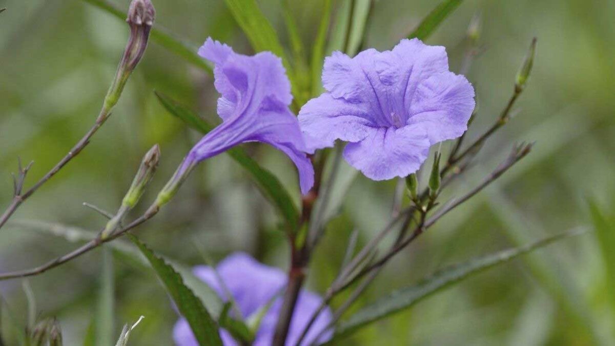 How to Grow and Care for Mexican Petunia - New York Garden