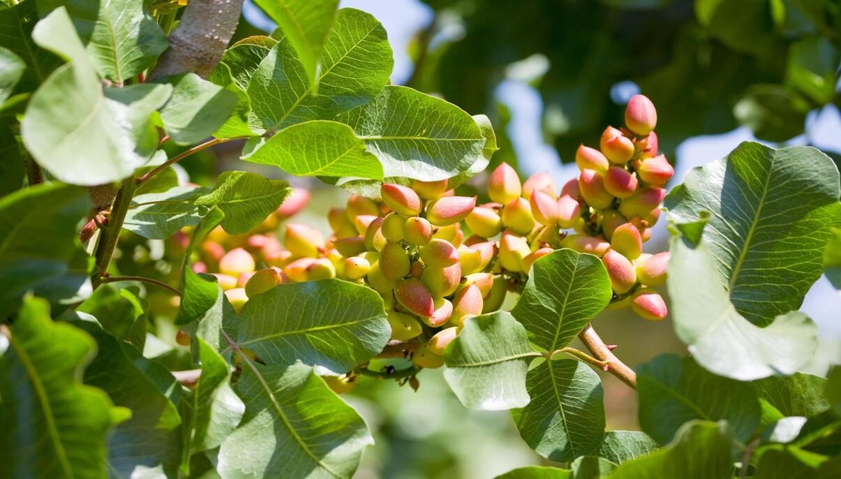 How to Grow and Care for Pistachio Trees - New York Garden