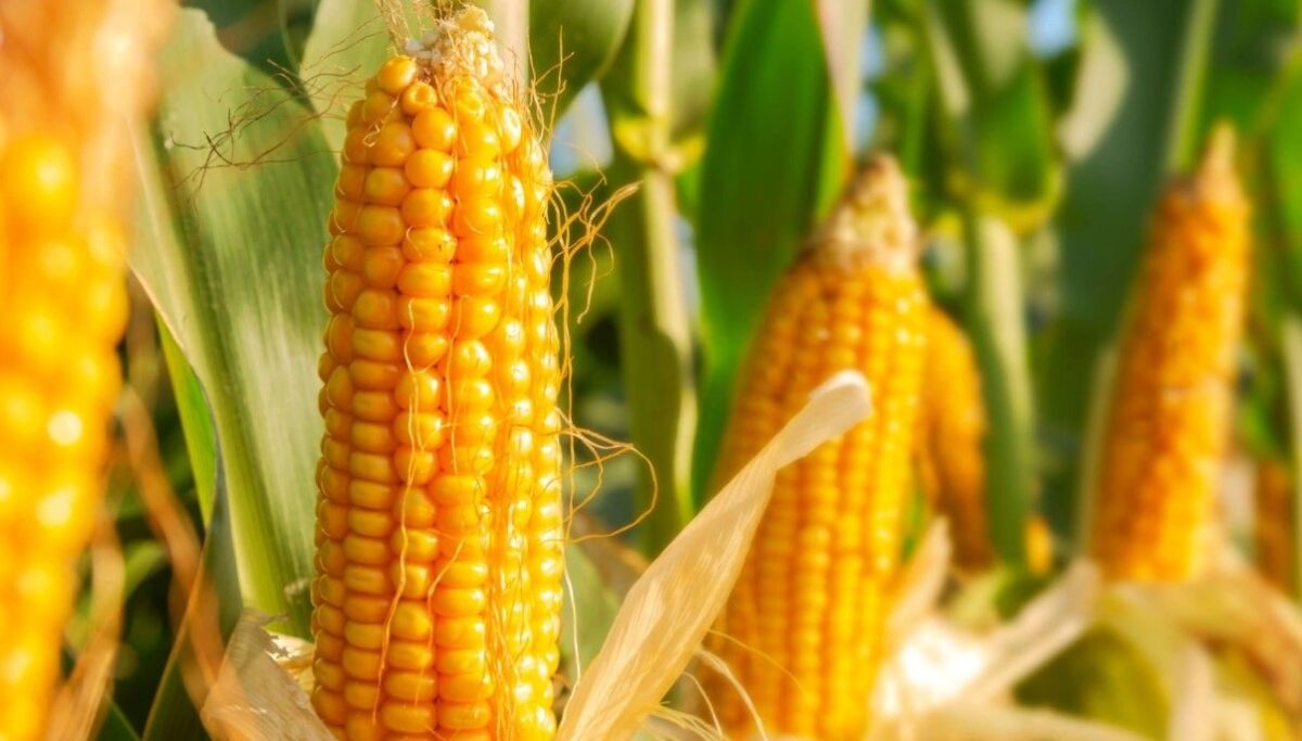 How to Grow and Care for Corn Plants - New York Garden