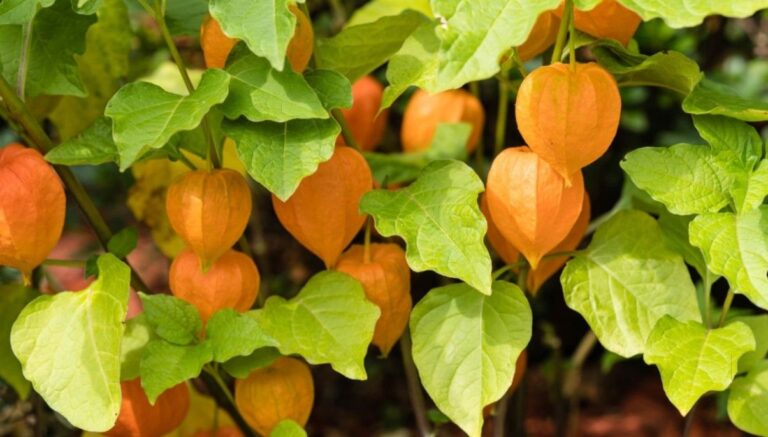 How to Grow and Care Ground Cherries - New York Garden